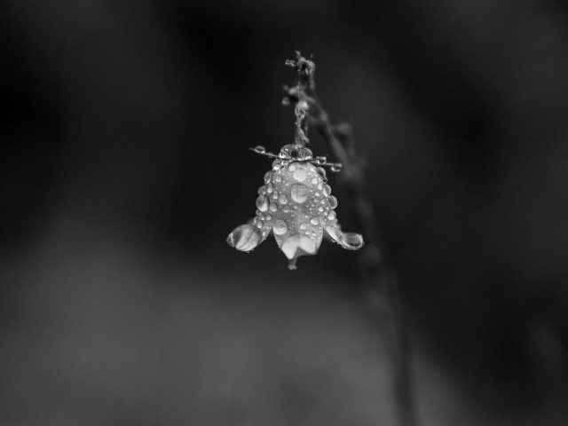 Blüte einer Glockenblume mit Tautröpfchen. 
Klein, zart, relativ mittig. Ringsum sanfte Grautöne zur Umrahmung.