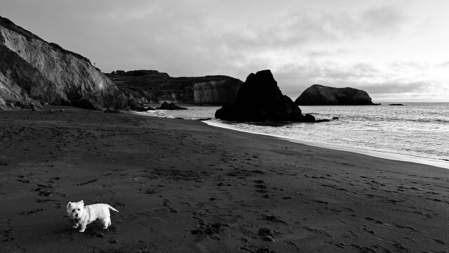 a small white dog in the bottom left corner. behind is a vista of headlands with rocks on a beach