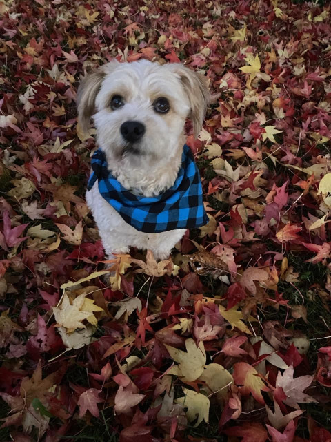 Little golden dog sitting on red and yellow fall leaves. He is wearing a blue and black chequered bandana around his neck. He is looking at the camera with wide, dark eyes. 