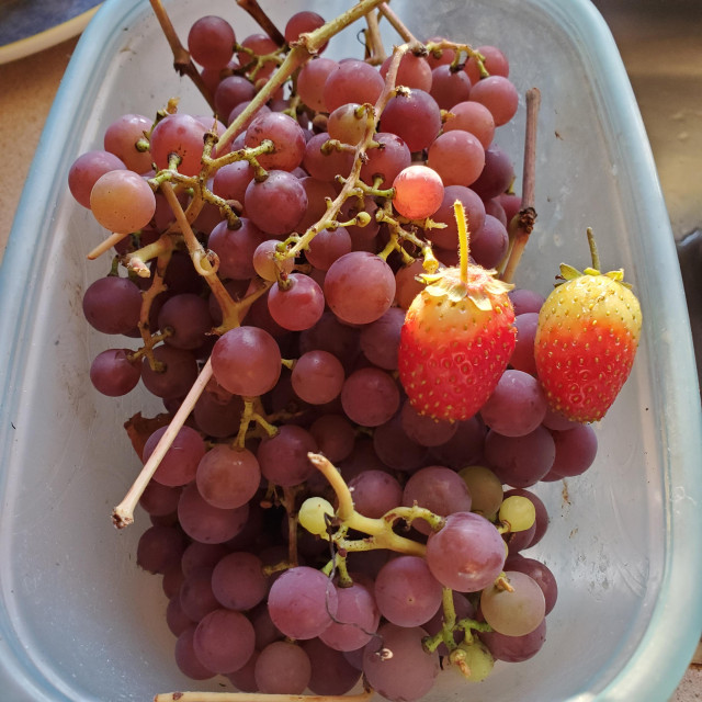 A container with harvested red grapes & 2 strawberries.