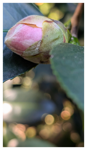 daytime, in shade. closeup of an unopened flower bud on the tree that is beginning to show pink as outer layers of green and brown fall away. 