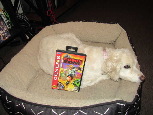 A picture of a white poodle terrier mix resting in her dog bed. Resting on her side is a boxed copy of Comix Zone for the Sega Genesis.