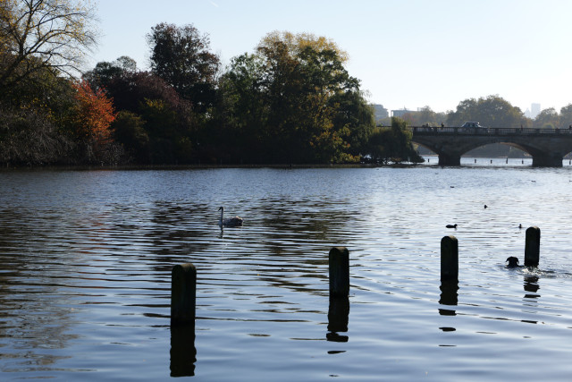 Photo of swan and dog in pond