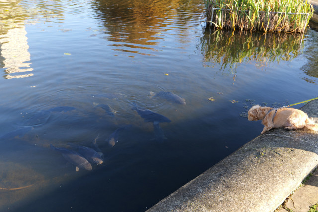 Dog straining at its leash trying to jump into a pond with a bunch of fish swimming around