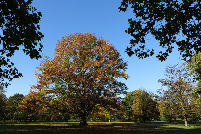 Orange leaves on autumn tree