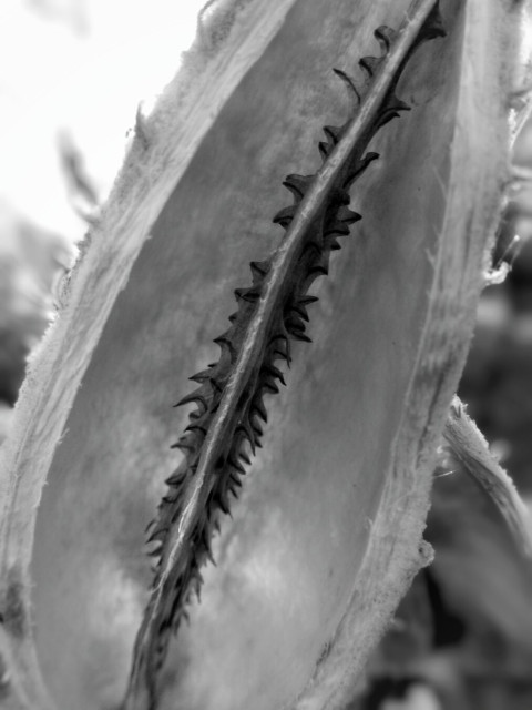 The inside of a milkweed pod is seen in this black and white macro image.