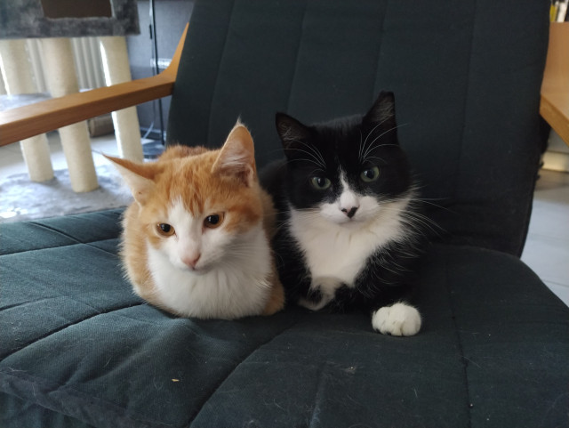 Der Kater Miky und der Kater Phips liegen auf einem Sessel