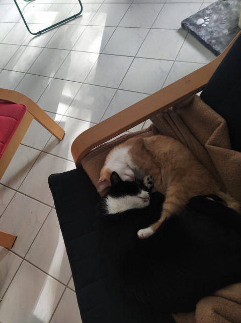 Der Kater Miky und der Kater Phips liegen auf einem Sessel