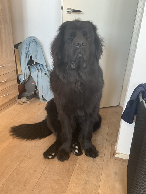 photo of Odin the nine month old Newfie looking especially droopy, wrinkly and wizened 