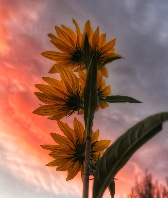 The backs of several yellow fall sunflowers blooming on a dark green stem against the pink, orange, and purple hues of light reflected off thin clouds in a pre-sunrise sky on a chilly autumn morning.