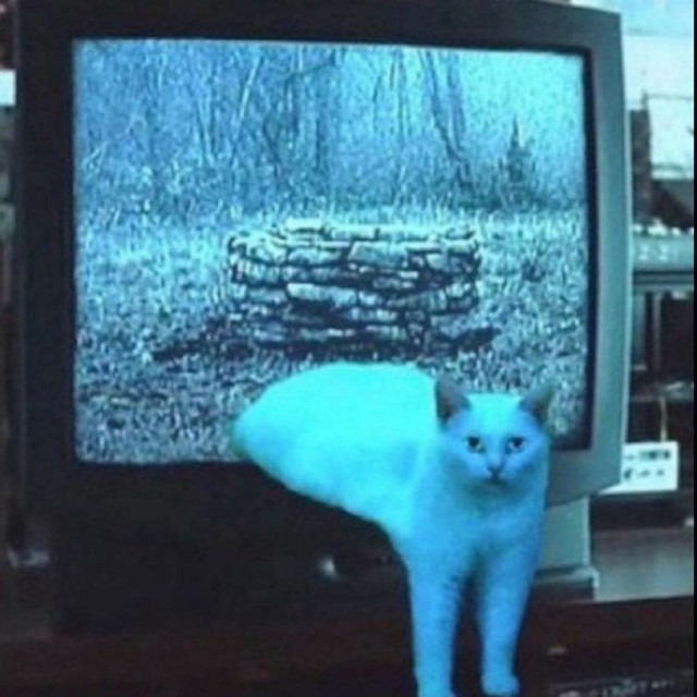 Cat coming out of a TV like in the movie Ring.