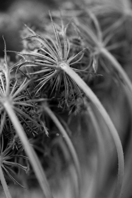 Monochrome macro shot of a compound seed head. Light-coloured stalks curve in from the bottom right then split into many strands which grasp batches of dark-centered bristly/spiky seeds.