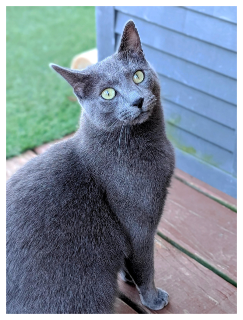 daytime. gray cat with green eyes sits on redwood deck, maybe making eye contact. a gray louvered cabinet and grass in the background.  