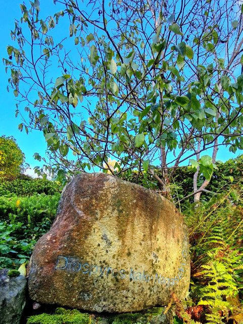 A small Persimmon tree with a marker stone in front of it inscribed with the words Diospyros kaki Nagasaki Glasgow.