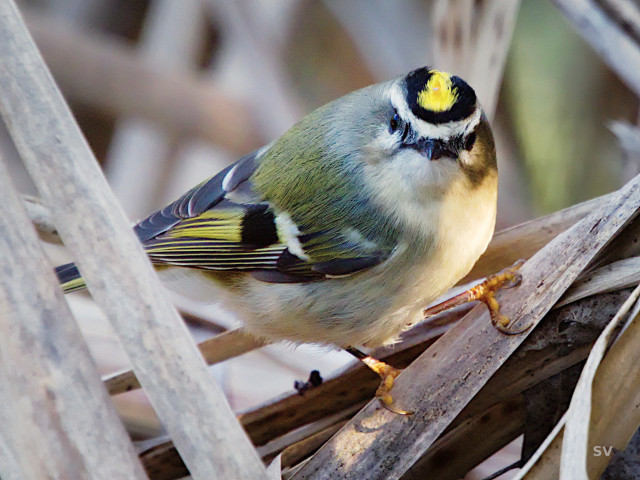 Small bird, with greenish and black wings.  Its head has a yellow stripe surrounded by a black border.  