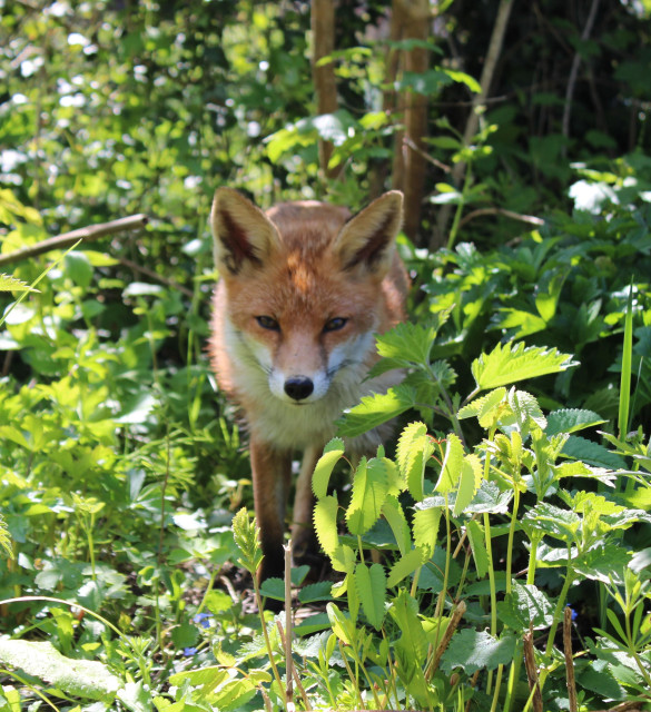 A fox walking through dappled undergrowth.  The fox is looking intently straight on at the camera. The  low sun shows all the different shapes and hues of green leaves.