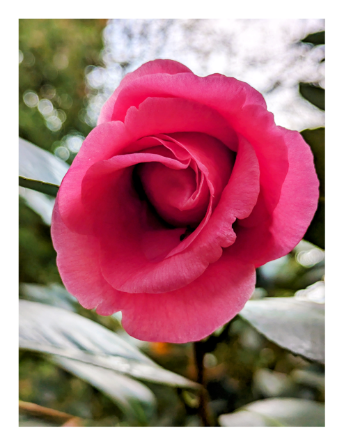 daytime. closeup of a pink flower, petals partially open. the background is out-of-focus leaves of the camellia tree and other greenery.