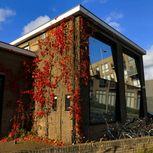 Direct view of the corner of a small brick building. On the left is a wall covered in a vine with dark red leaves while on the right is a wall with four very large square windows that reflect otrher buildings and the sky. At the top of the frame, a background of a blue sky with some white clouds is visible.