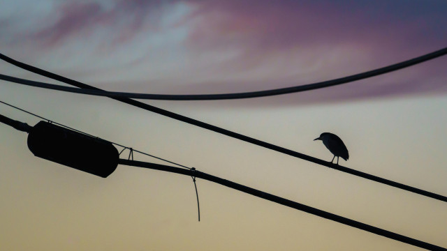 silhouette of a night heron on a power line, with purple dusk sky