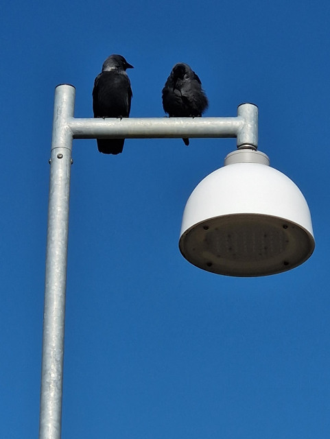 Två kråkfåglar uppflugna på en lampstolpe. Blå himmel i bakgrunden