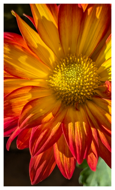 closeup. a sunlit, gold and red flower with many petals.