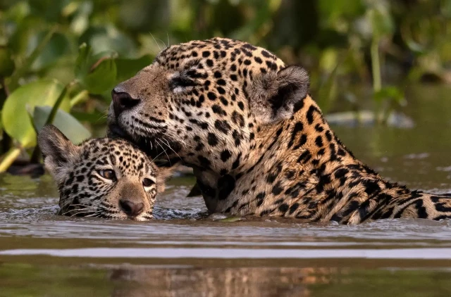 A female jaguar named Patricia with her cub, Makala, take a dip at Encontro das Águas State Park, Mato Grosso, Brazil. 