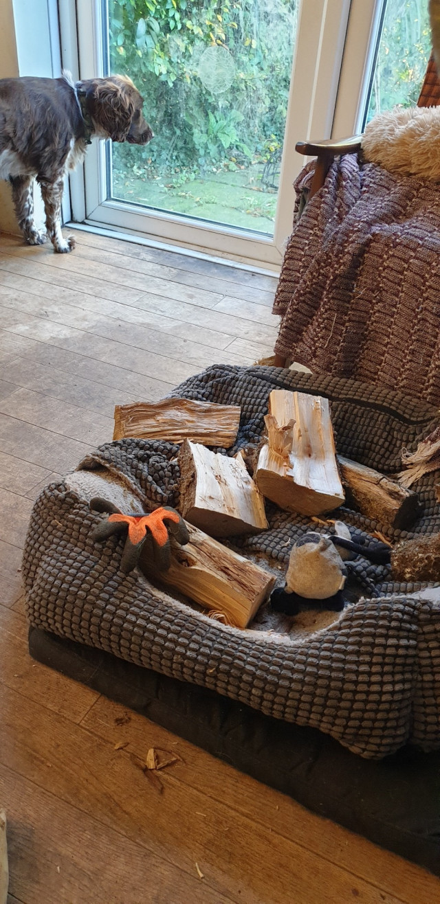 A mostly brown spaniel is looking through the patio door. Nearer the camera is a square, grey dog bed which has 6 big chunks of fire wood, a dirty old toy cow and a bright orange workmans glove. These have all been added today. The wood is carefully placed and well spread out.