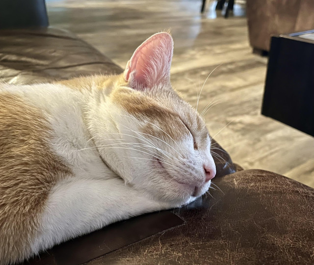 Orange and white tabby cat lying with head on paw and one ear cocked upward on leather couch in living room area