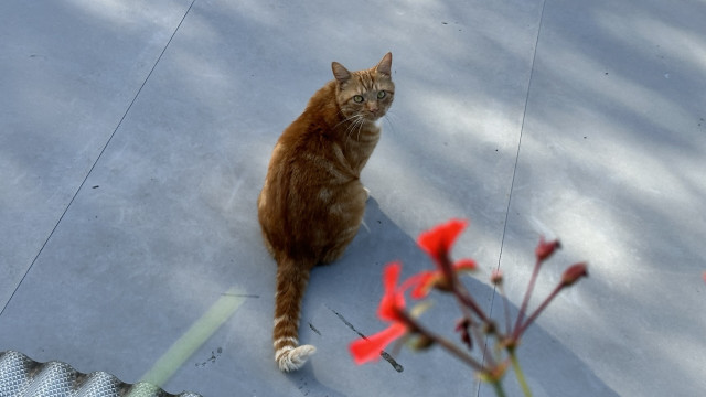 George the cat on the roof 