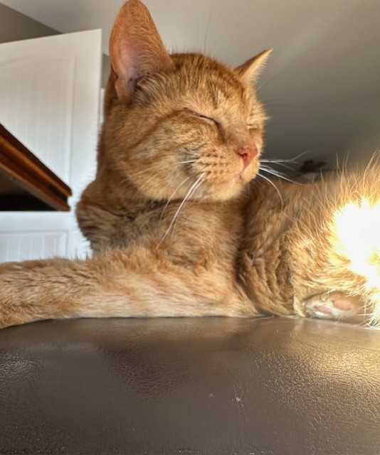 My orange cat, Aloo, lying on a brown chair, He has eyes closed, and the sun is coming in from the right side.