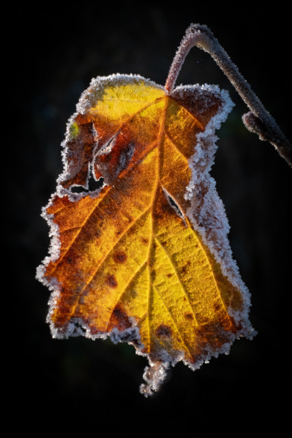 Ein braunes Blatt, das von hinten durch die Sonne beleuchtet wird. Der Rand des Blattes ist mit Frost bedeckt. Der Hintergrund ist komplett schwarz.