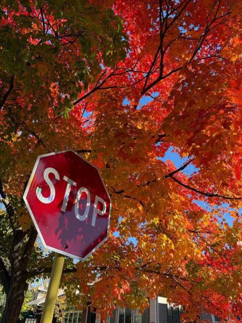 A stop sign partially obscured by vibrant red and orange autumn leaves against a clear blue sky.