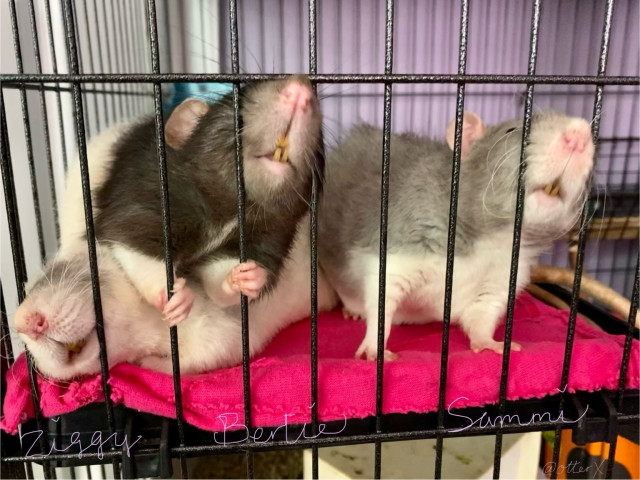 Our trio of big rattie boys have their nose between the bars of their rat mansion, sniffing for a snack. Only their noses and slightly open mouthes are seen from this angle. Ziggy is squashed by Bertie the big boy in the middle next to Sammi on the right. Ziggy and Sammi are Rex brothers, and Bertie is an older gentleman rat joined the brothers eight days before this photo was taken, when we adopted them from the shelter together.
Photo taken on Aug 9, 2021