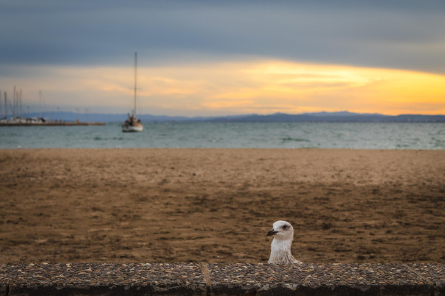 Fotografía donde se puede ver en primer plano ligeramente a la derecha como asoma la cabeza sobre el bordillo del paseo marítimo de Roses una gaviota. Al fondo, desenfocado, se ve el atardecer y un barco parado en la zona izquierda.