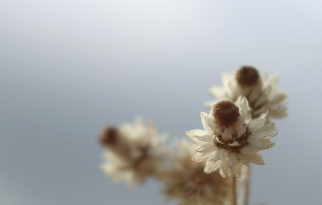 Four open white everlasting flowers, with their brown centres. Only the one closest to the viewer is on focus, the other three are blurred behind. The background is an icy blue colour. Those flowers are said to be everlasting or immortal because they seem to be made of paper.