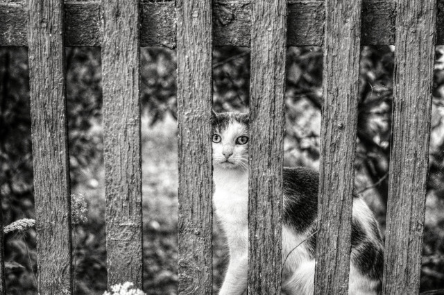 Eine Katze schaut anscheinend traurig bettelnd zwischen den Latten eines Holzzaun hindurch. 

A cat looks between the slats of a wooden fence, apparently begging sadly. 