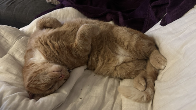 George sleeping upside down on the couch 