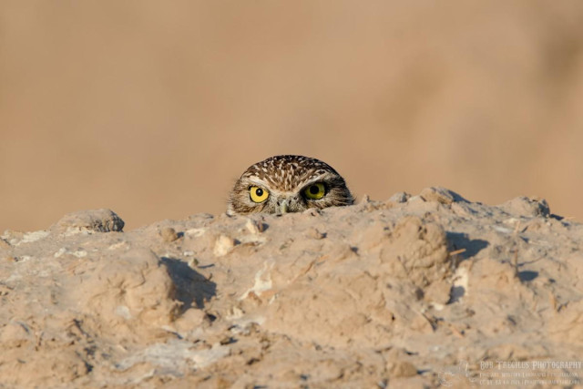 Color landscape photo of a owl, with giant yellow-green eyes, peeking above a mound of dirt looking directly at the camera. The background is a soft diffuse yellowish brown.