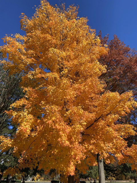 A spectacular maple tree with peak fall colors, still full of leaves that have turned golden yellow with a touch of orange, against blue sky