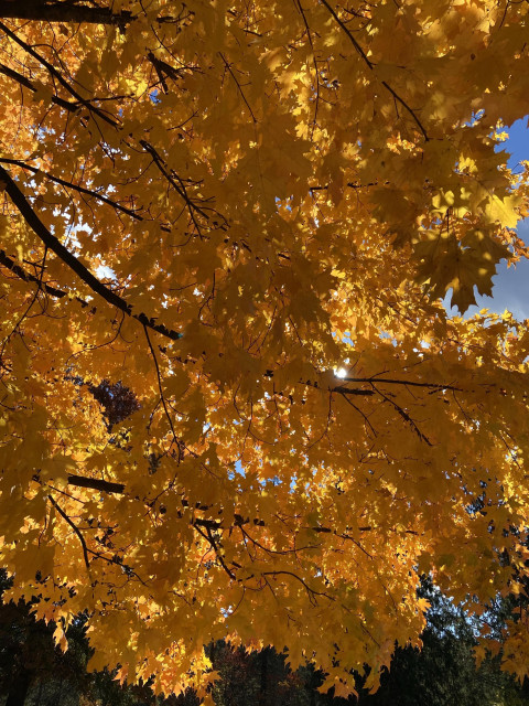 Looking up under the side of that tree, with beautiful yellow-orange leaves backlit by the sun