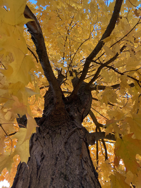 Looking up under the same tree, straight up the trunk, which is very dark, surrounded by bright yellow leaves