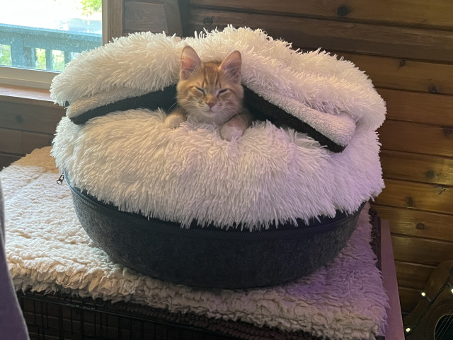 a cat-burger with a sleepy orange kitten in the middle