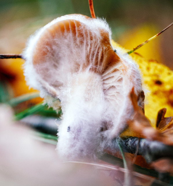 Macro shot of a mushroom, mold growing from it.