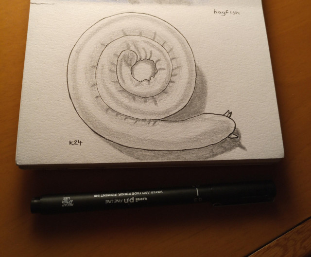 Photo of a sketchpad and pen with a drawing of a coiled hagfish that looks like it could be sleeping 