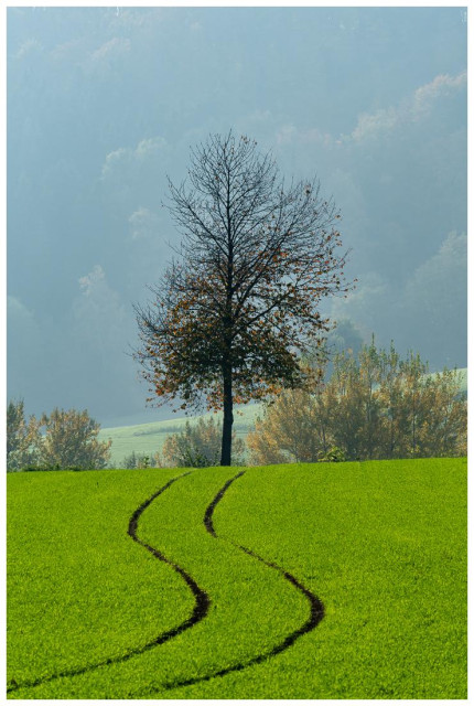 Feld mit grüner Getreideaussaat, am Ende ein Baum mit Herbstlaubresten. Im Hintergrund herbstgefärbter Wald an einem Hang, dunstverhüllt.