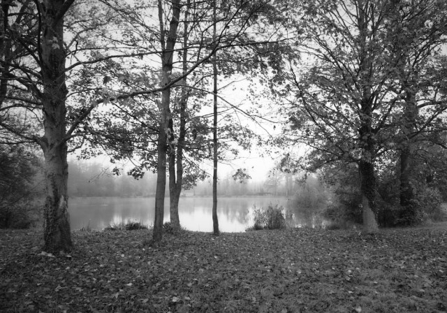 Man sieht zwischen ein paar Bäumen einen See der leicht im Nebel liegt.