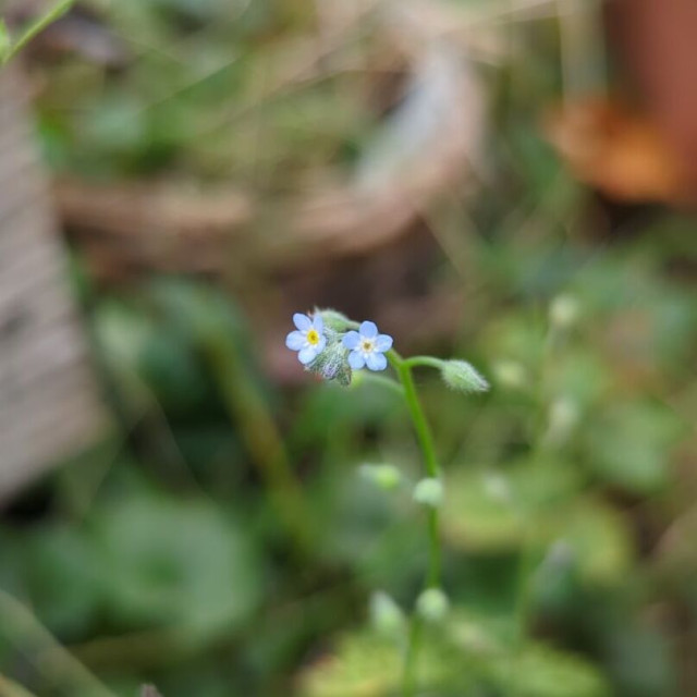 Vergißmeinnicht - zwei hellblaue Blüten - in Großaufnahme