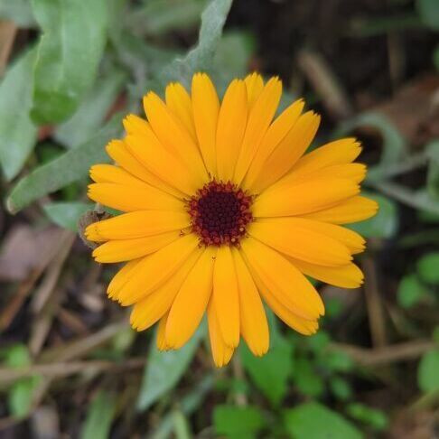 Eine gelborange Blüte mit dunklem Stempel in Großaufnahme