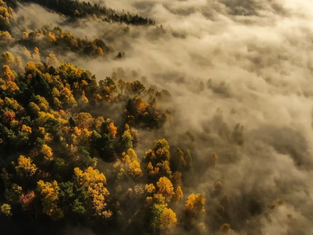 An aerial view of trees under a morning fog and lit by the sunrise of a golden autumn morning.