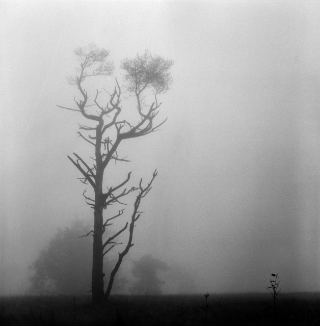 Eine Kiefer steht am Wegesrand, es ist extrem neblig dadurch ist das Licht sehr diffus, die ganze Szene wirkt etwas unheimlich. Im Hintergrund sind noch andere, kleinere, Bäume zu sehen, durch den Nebel aber auch eher schemenhaft. 